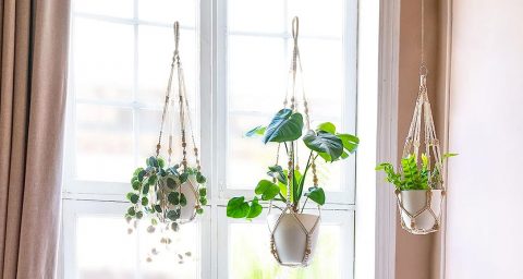 suspension pour plante