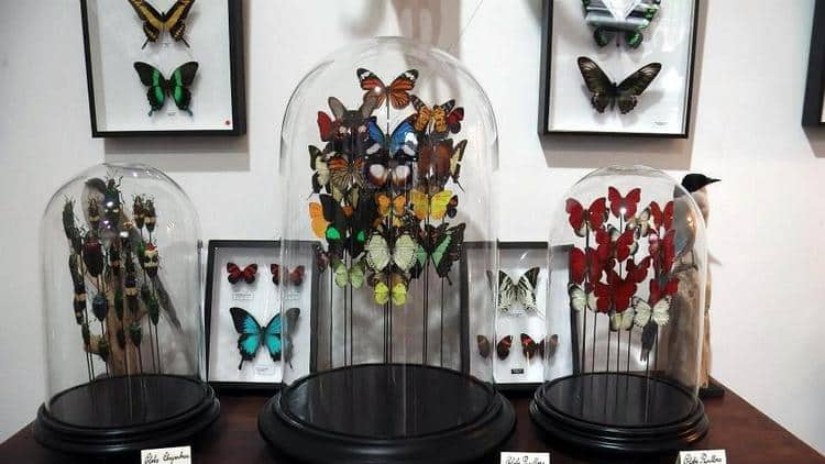 papillons sous cloche galerie Chardon