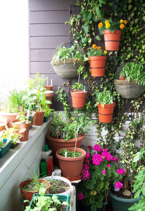 mur végétal sur balcon